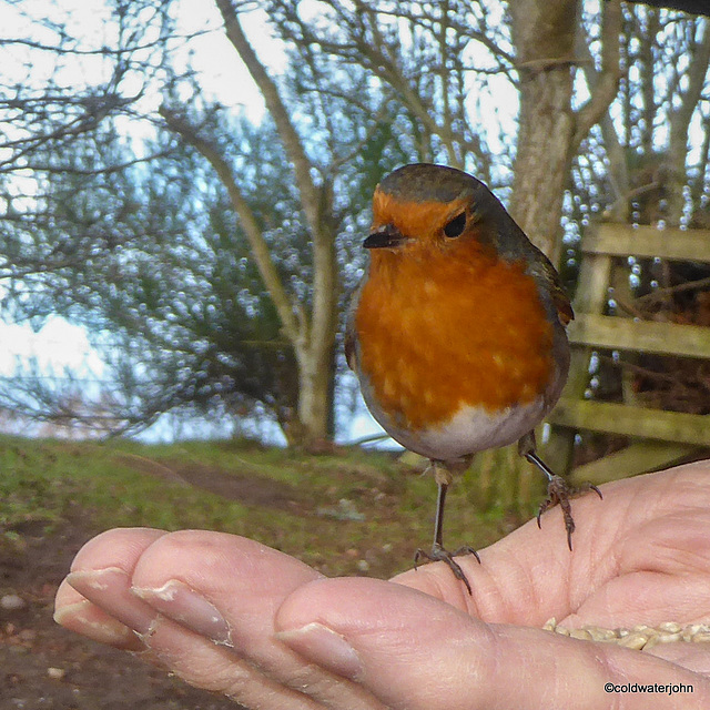 Ah! Sunflower seeds!