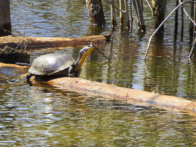 A Blanding's turtle in the swamp