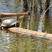 A Blanding's turtle in the swamp