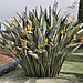 Yellow Bird of Paradise – Baha’i Gardens, Haifa, Israel