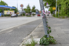 Nature finds a way (19.05.2018)