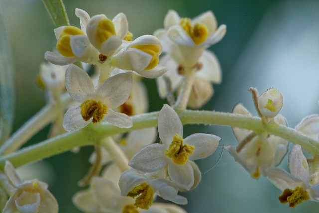 Fleurs d'olivier