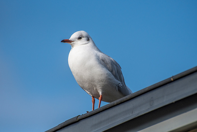A gull