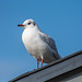 A gull