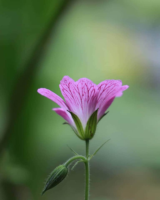 ** c'est jour de pluie !! **