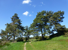 DE - Langscheid - Auf dem Traumpfad Wacholderweg