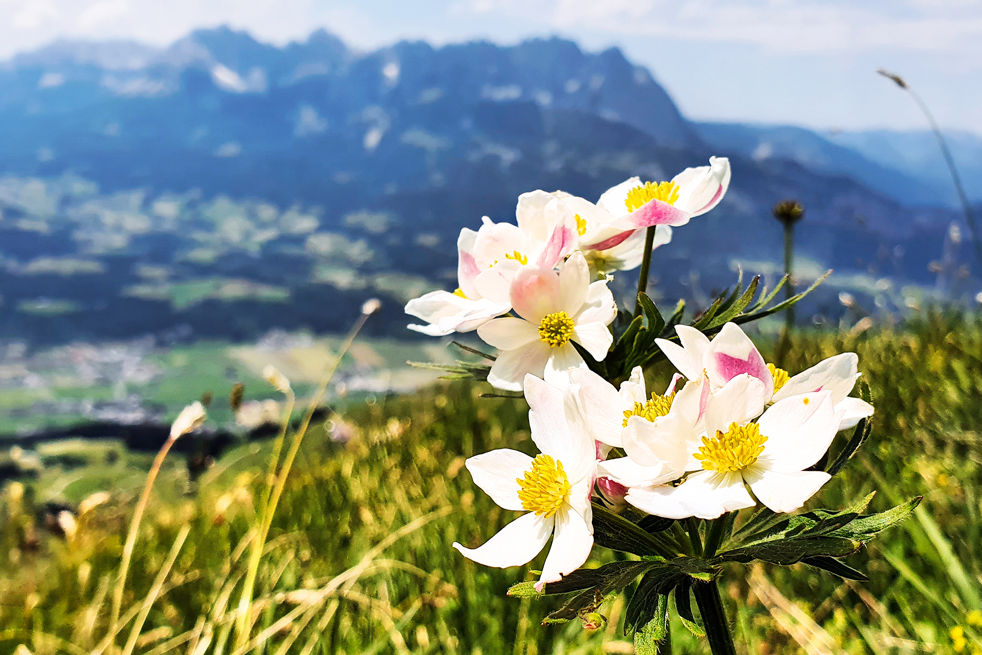 Mountain Avens