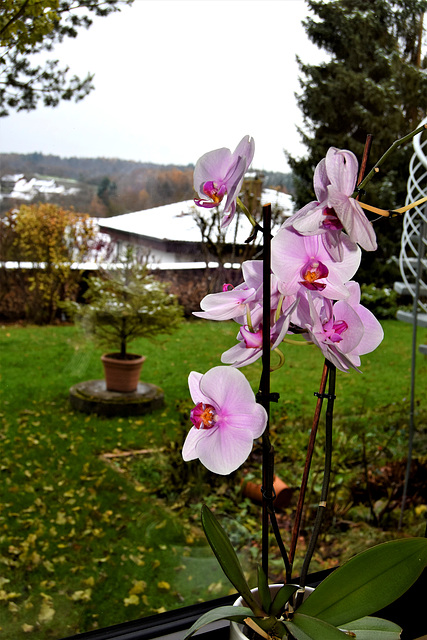 View through a window,  Bad Kissingen