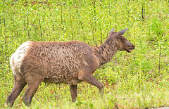 a soggy elk