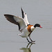 EF7A3977 Shellduck
