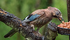 Rain soaked Jay