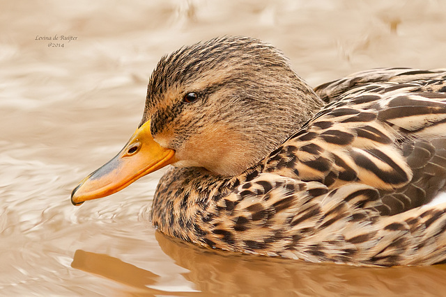 Mallard / Wilde Eend (Anas platyrhynchos)