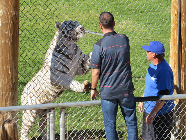 White Bengal Tiger