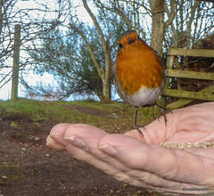 Ah! Sunflower seeds!