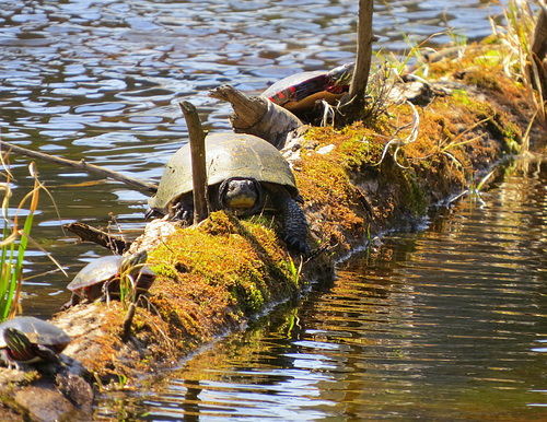 The turtles have emerged.