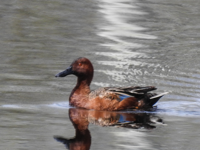 Cinnamon Teal, just for the record