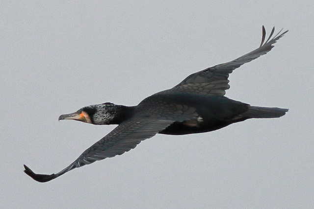 EOS 90D Peter Harriman 13 33 57 56742 greatCormorant dpp