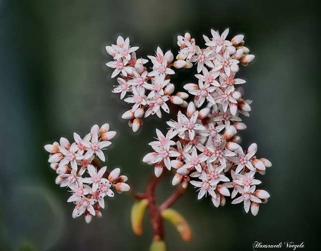 Sedum album Weisse Mauerpfeffer