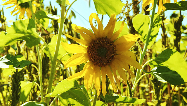 Sunflowers Heron Pond