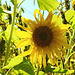 Sunflowers Heron Pond