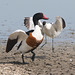 EF7A3979 Shellduck Avocet-1