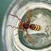 Hornisse im Bierglas