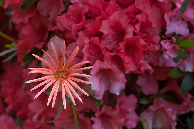 Gerbera