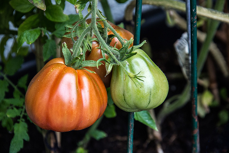 20160811 2103VRAw [D~RI] Kürbistomate (Solanum agg),,  Rinteln