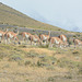 Chile, The Herd of Guanacos