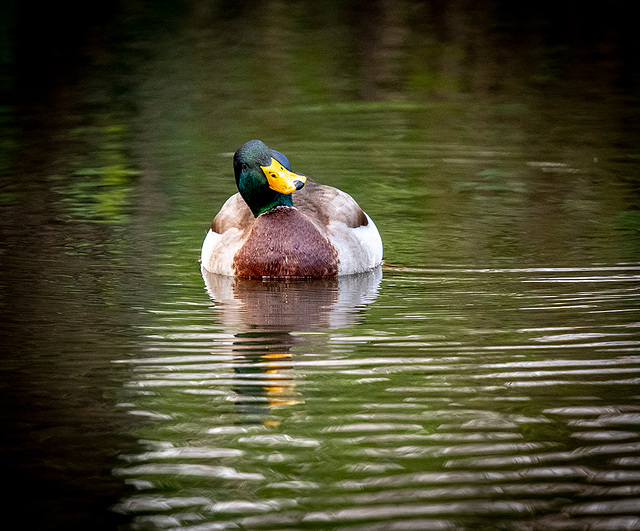 Mallard