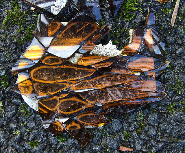 Broken Bottle......Or A Tortoiseshell Treasure Trove?