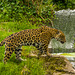 A jaguar at Chester zoo