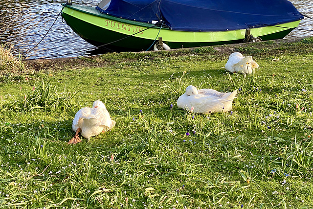 Let sleeping geese lie