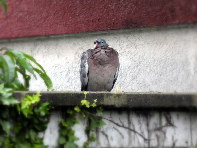 Taube im Regen