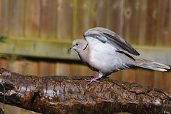 Collared Dove sitting on a tree branch in front of a fence