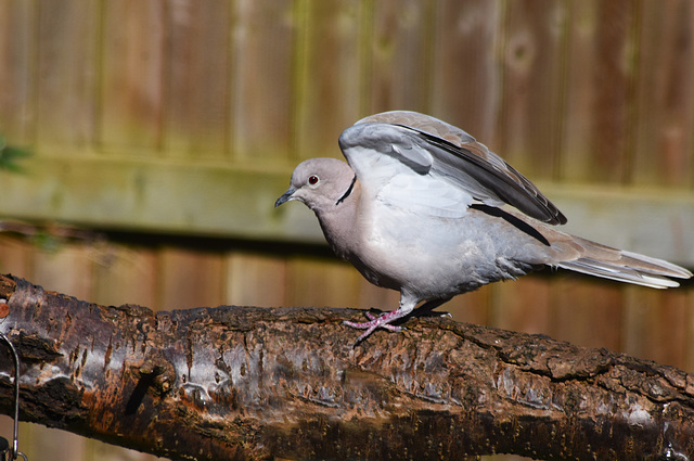 Collared Dove sitting on a tree branch in front of a fence Collared Dove sitting on a tree branch in front of a fence