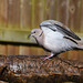 Collared Dove sitting on a tree branch in front of a fence