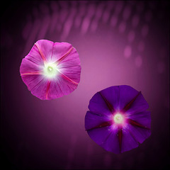 shining blossoms ✨️ shining blossoms ✨️