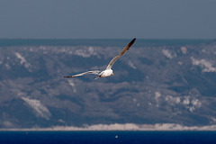 IMG 7420 Gull dpp