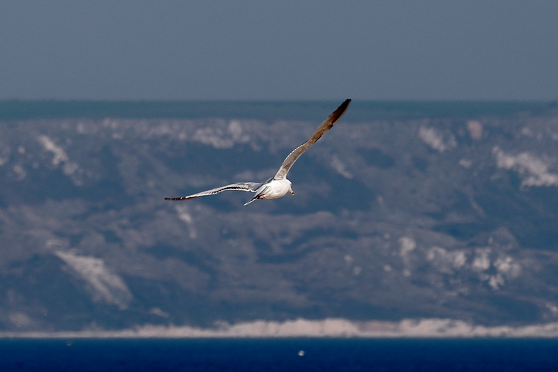 IMG 7420 Gull dpp