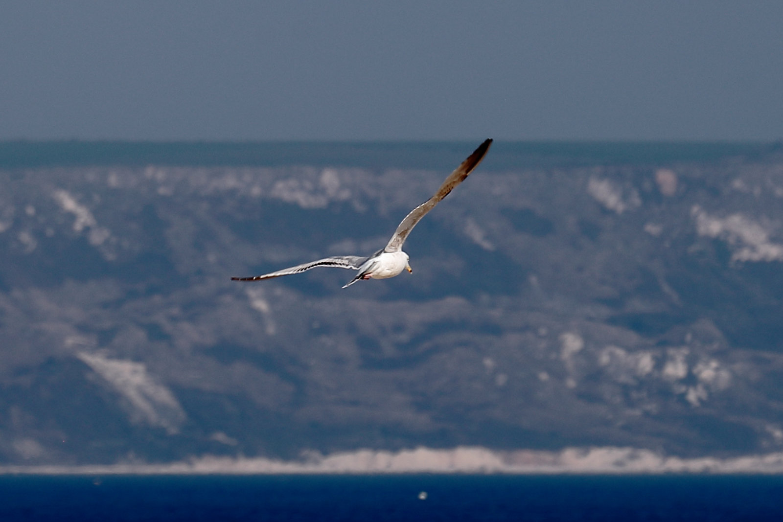 IMG 7420 Gull dpp