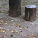 Log stool and fallen leaves