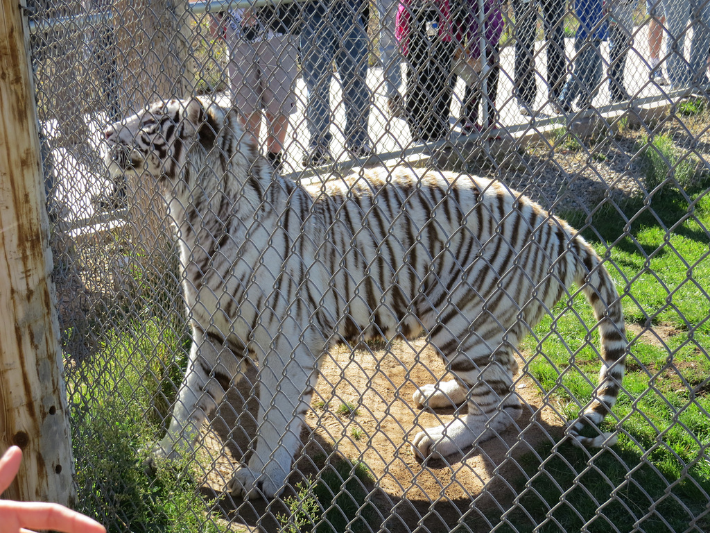 White Bengal Tiger