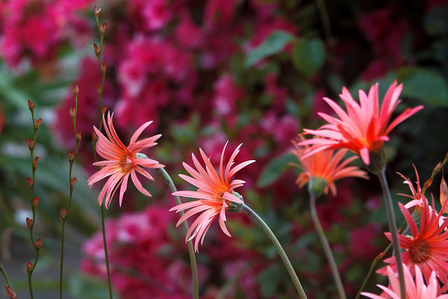 Gerbera