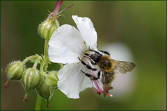 Biene schnabelt am Storchenschnabel