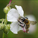 Biene schnabelt am Storchenschnabel