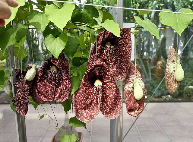 Fleischfressende Pflanzen im  'Botanischen Garten'