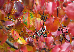 Ornamental pear tree leaves.