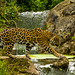 A jaguar today