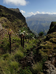 Simien Mountain escarpment and Giant Lobelias
